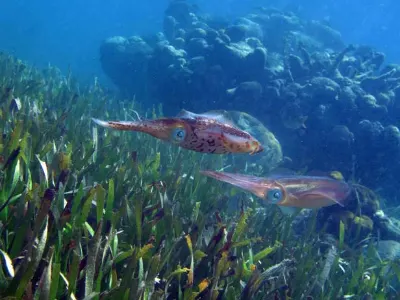 Squid Pair