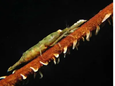 Wire Coral Shrimp