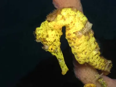 Yellow Seahorse