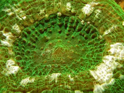 Zoanthid Pattern