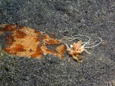 Stargazer Luring Prey