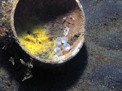 Cuttlefish Eggs In Coconut