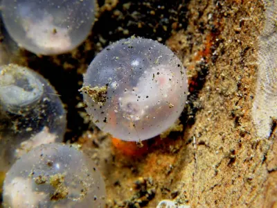 Cuttlefish Eggs With Embryo