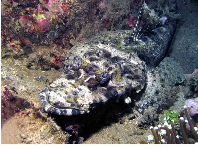 Crocodile Flathead
