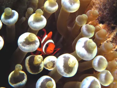 Juvenile Clownfish
