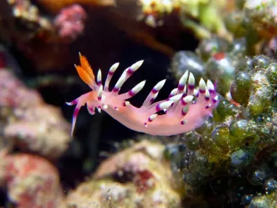 Flabellina Nudibranch