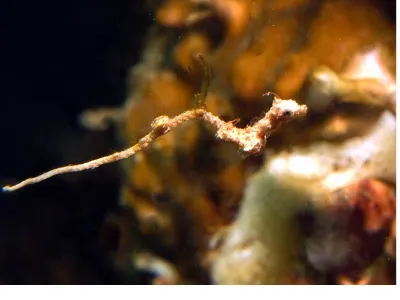 Pregnant Lembeh Dragon