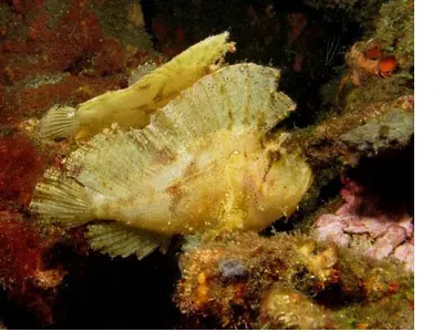 Leaf Scorpionfish Pair