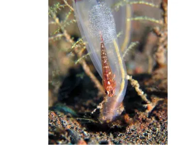 Egg Laying Goby
