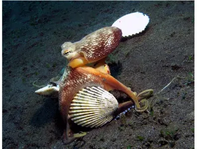 Gathering Shells
