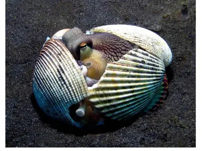 Octopus Intelligence