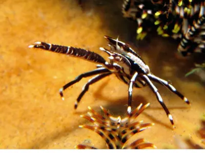 Squat Lobster