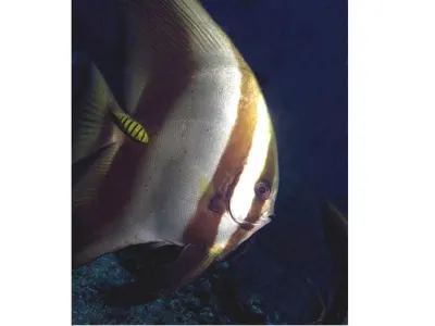 Spadefish and Friend