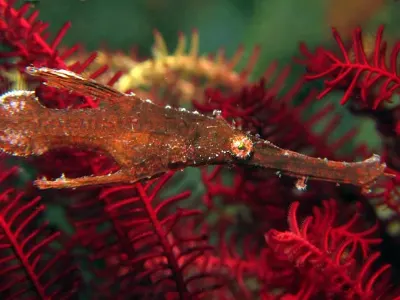 Robust Ghost Pipefish