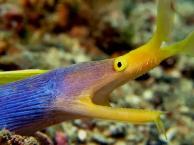 Ribbon Eel