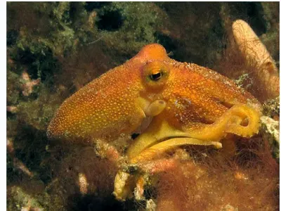Mototi Octopus