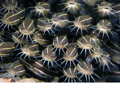 Striped Catfish