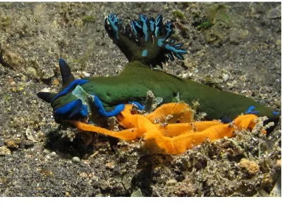 Nudibranch Laying Eggs