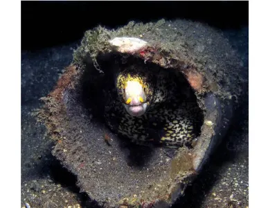 Snowflake Moray Hiding