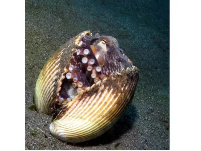 Octopus with Eggs