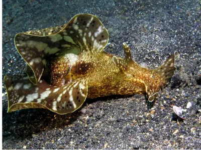 Sea Hare