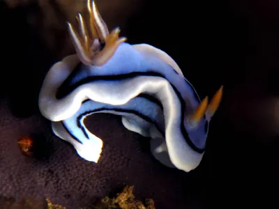 Chromodoris Nudibranch