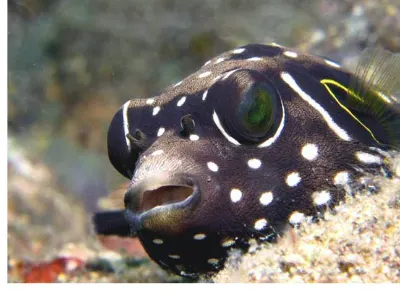 Juvenile Puffer