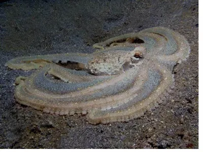 Mimic Octopus