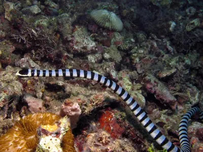 Sea Snake