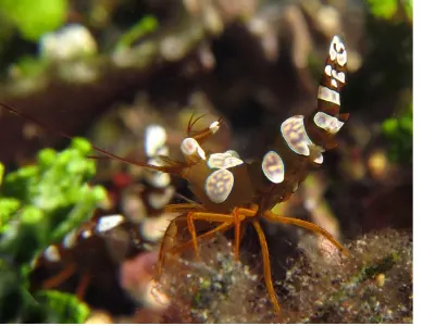 Squat Anemone Shrimp