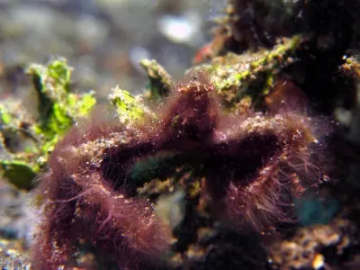 Orangutan Crab