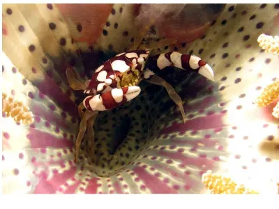 Anemone Crab