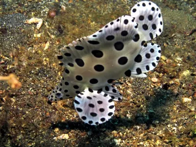 Baramundi