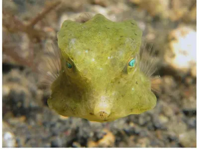 Blue Eyed Boxfish