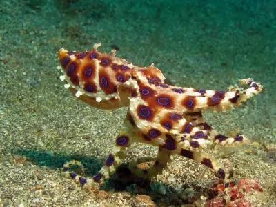 Blue Ring Octopus