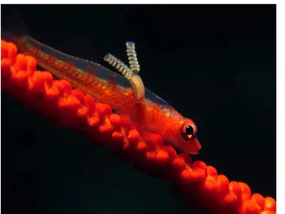 Cephalopod With Spiral Eggs