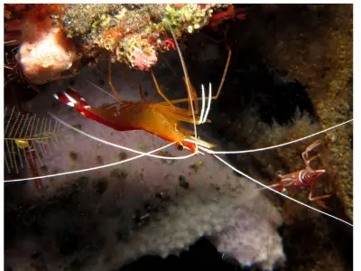 Cleaner Shrimp