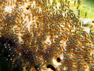 Clownfish Eggs