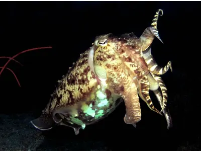 Cuttlefish