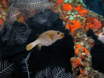 Dog Faced Puffer