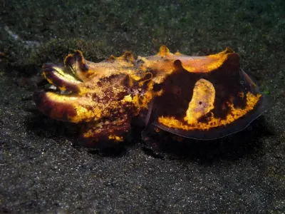 Flamboyant Cuttlefish Agitated