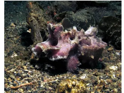 Flamboyant Cuttlefish At Rest