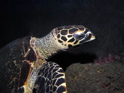 Hawksbill Turtle