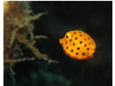 Juvenile Trunkfish