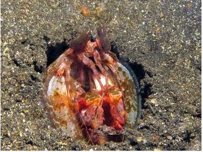 Lisa Mantis Shrimp