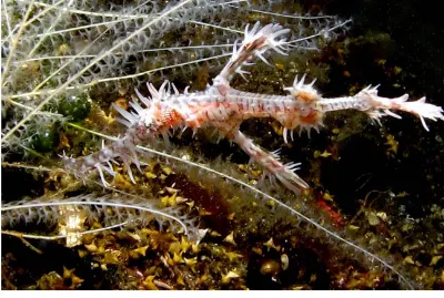 Ornate Ghost Pipefish