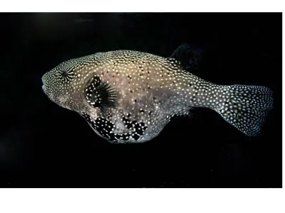 Pregnant Puffer