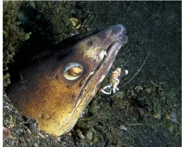 Shrimp Cleaning Eel