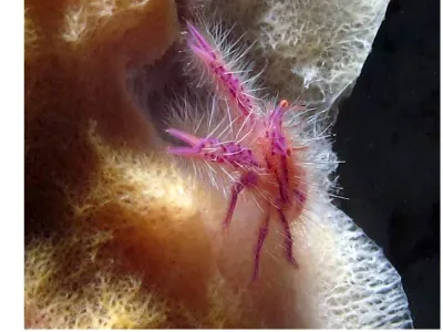 Squat Lobster