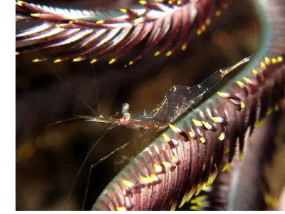 Transparent Shrimp